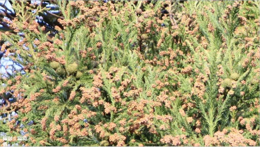 pollen_image